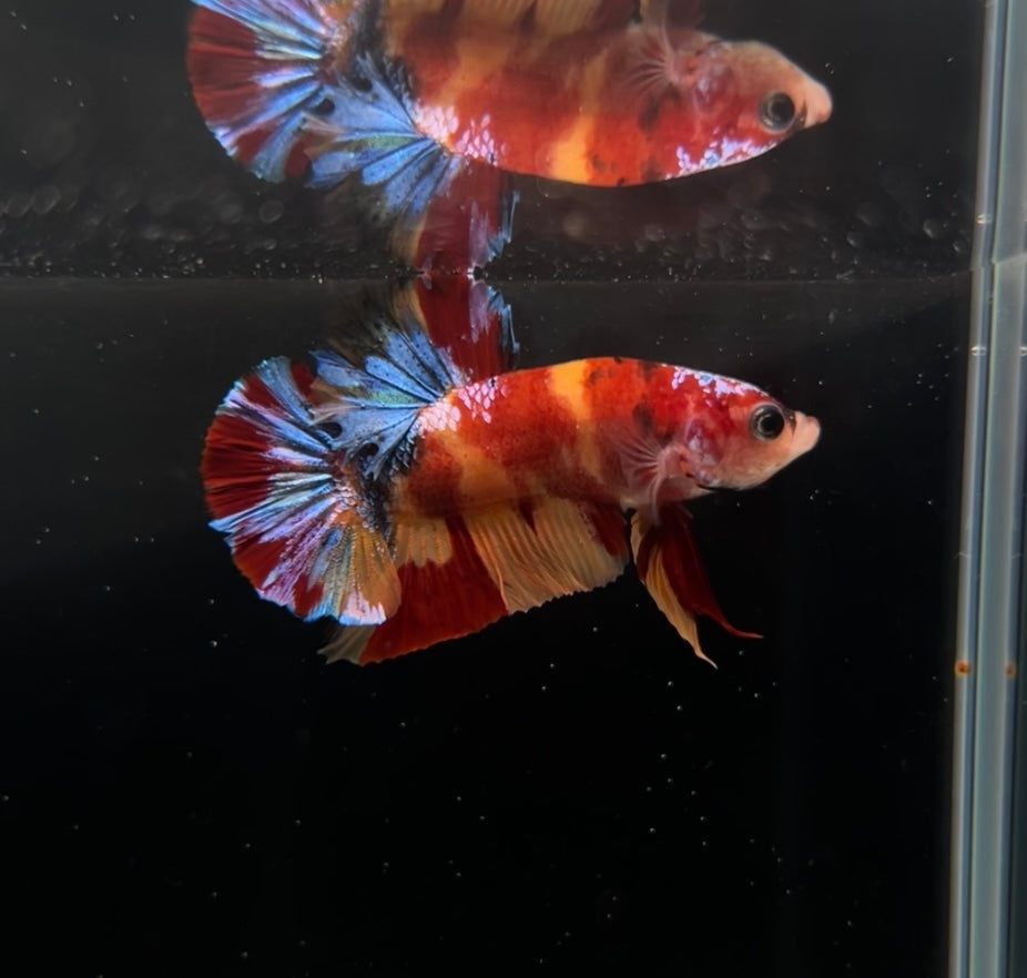 HMPK Multicolor Nemo Koi Male Betta