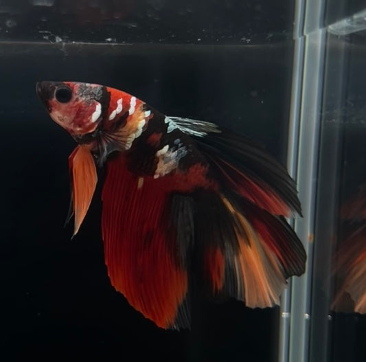 Halfmoon Red Koi Copper Male Betta