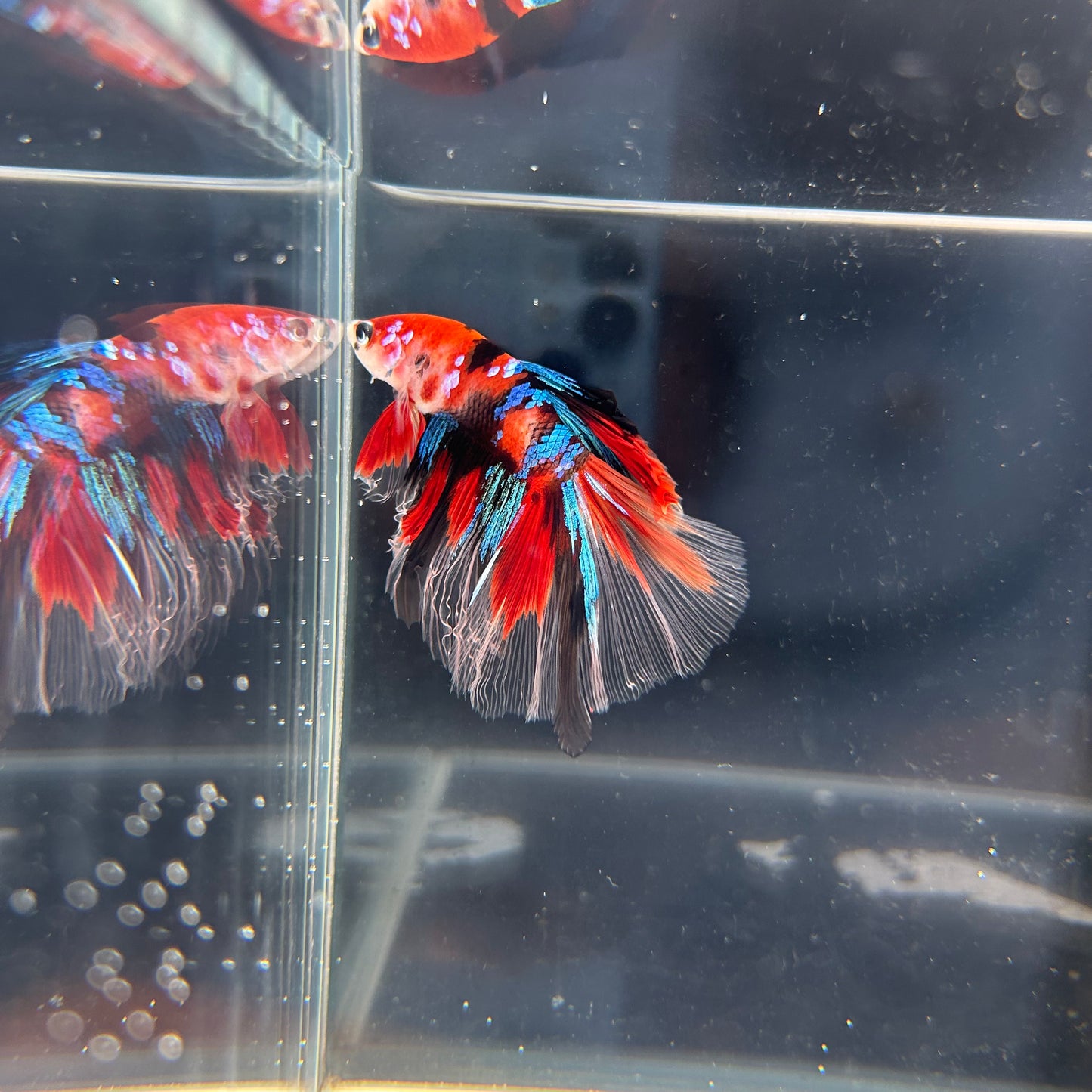 HM Red Galaxy Koi Male Betta