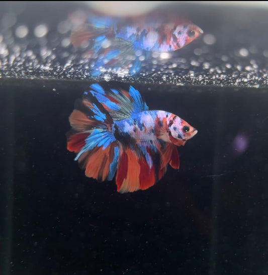 Halfmoon Galaxy Nemo Male Betta