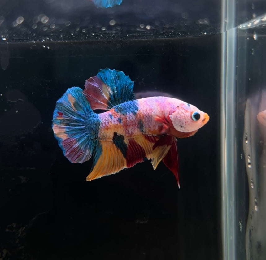 Imperfection HMPK Multicolor Koi Male Betta