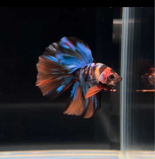 Halfmoon Multicolor Male Betta