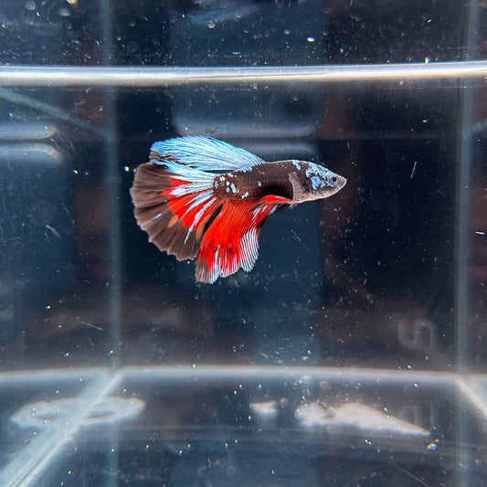 HM Red Washed Blue Nebula Male Betta