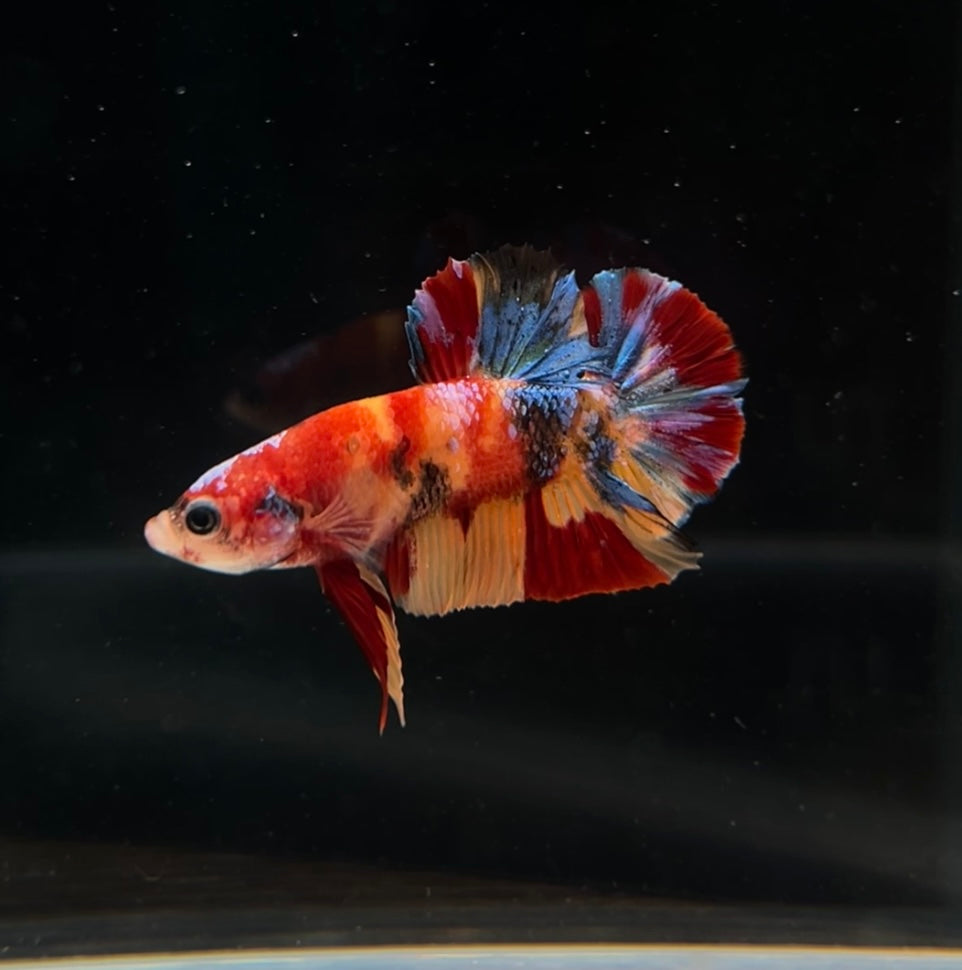 HMPK Multicolor Nemo Koi Male Betta