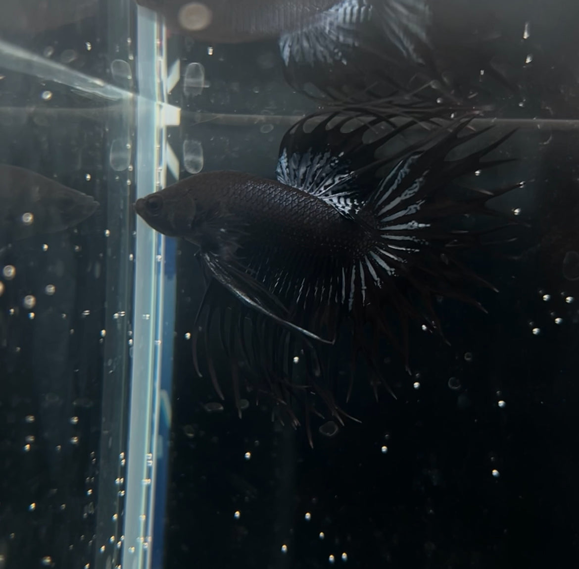 King Black Crowntail Male Betta