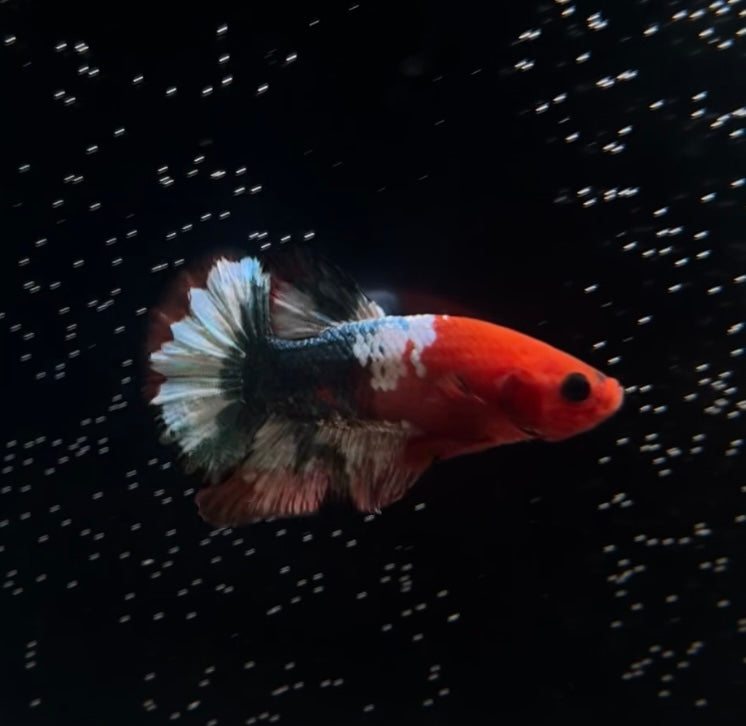 Red Fancy Copper Male Betta