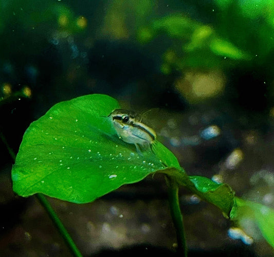 pgymy corydoras