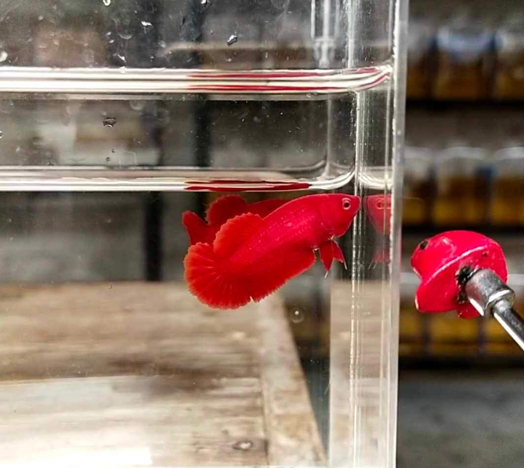 HMPK Super Red Female Betta