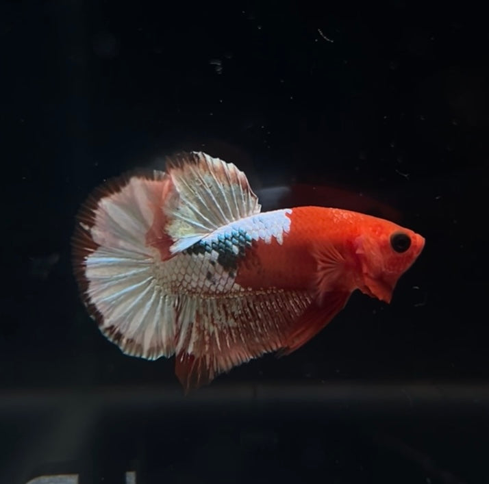 Red Fancy Copper Male Betta