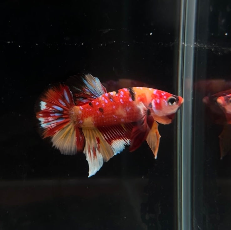 Multicolor Nemo HMPK Male Betta