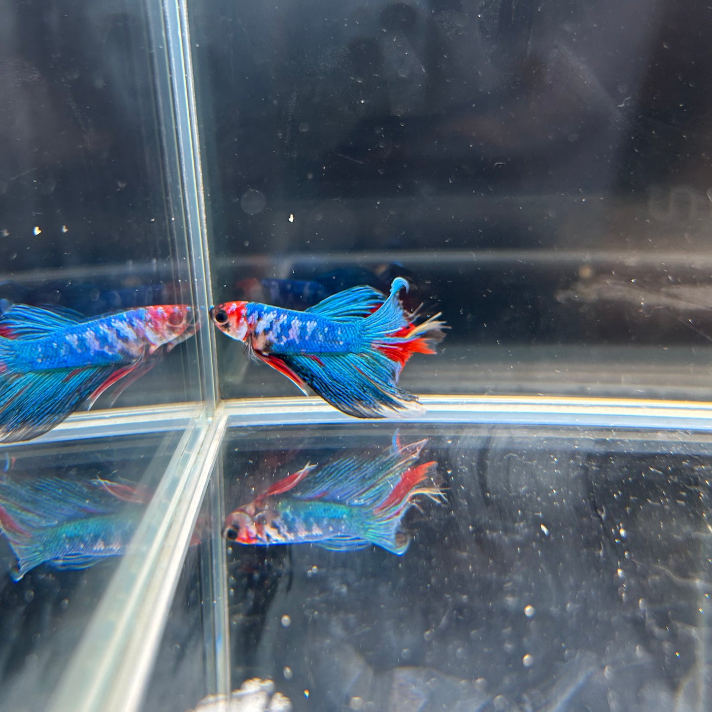 Ripped Fin HM Red Galaxy Koi Male Betta