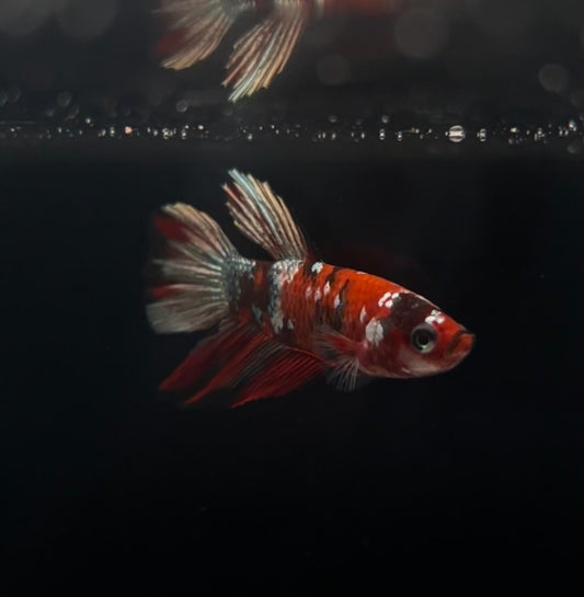 Ready to Breed Halfmoon Red Koi Copper Female Betta