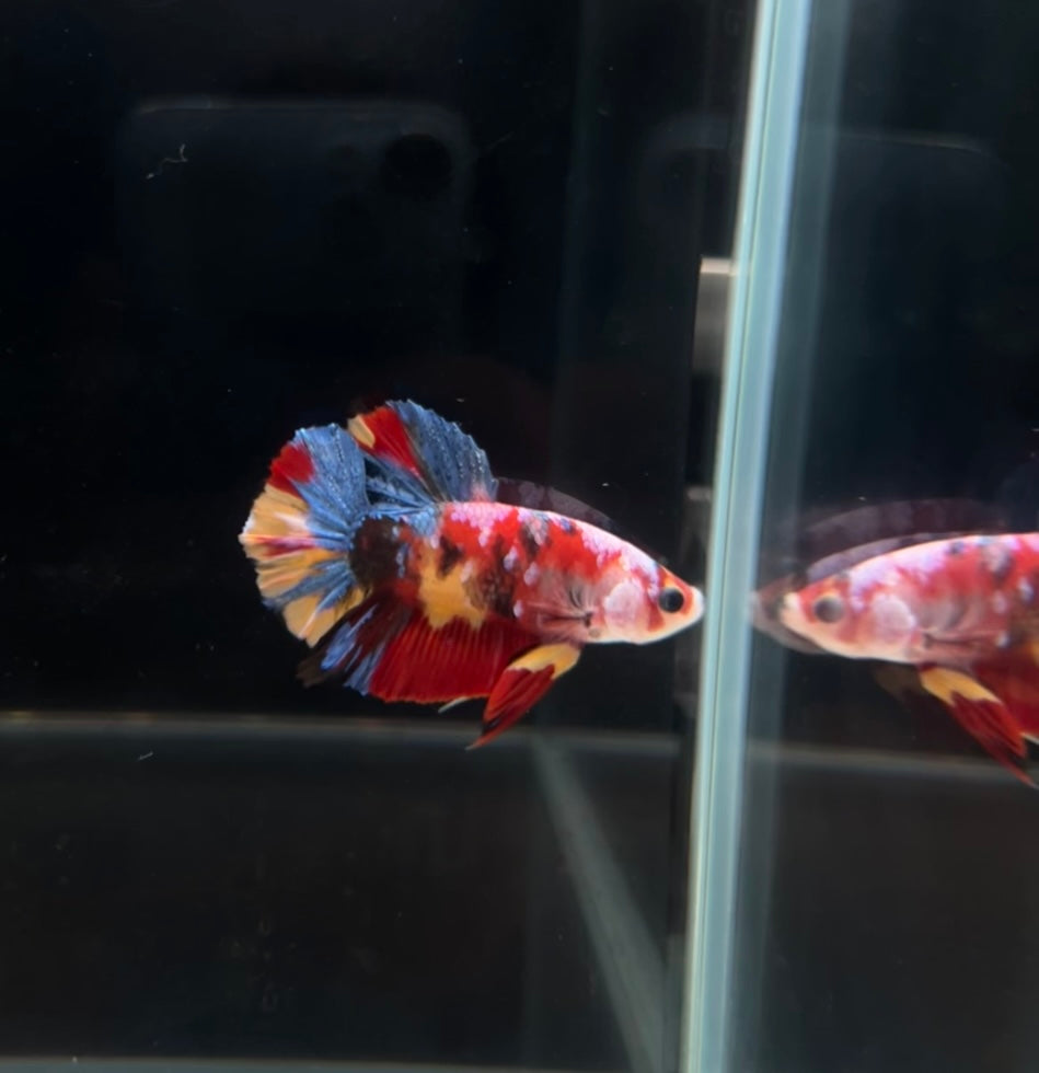 HMPK Multicolor Koi Male Betta