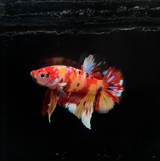 Multicolor Nemo HMPK Male Betta