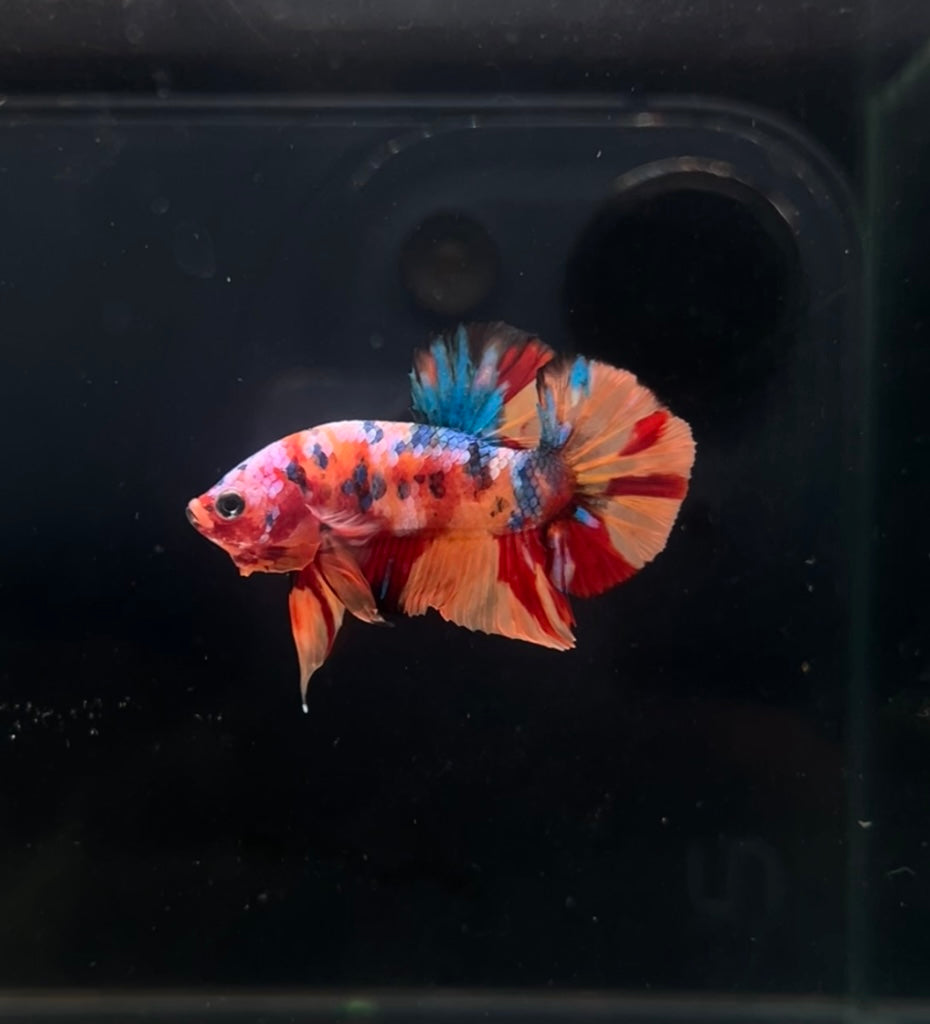 HMPK Nemo Multicolor Koi Male Betta