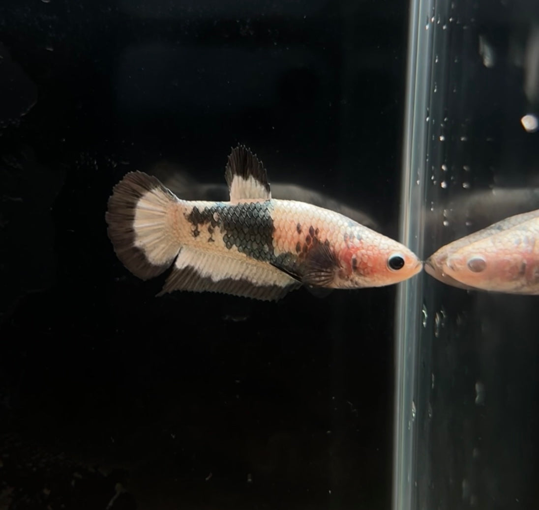 HMPK Copper Rim Female Betta