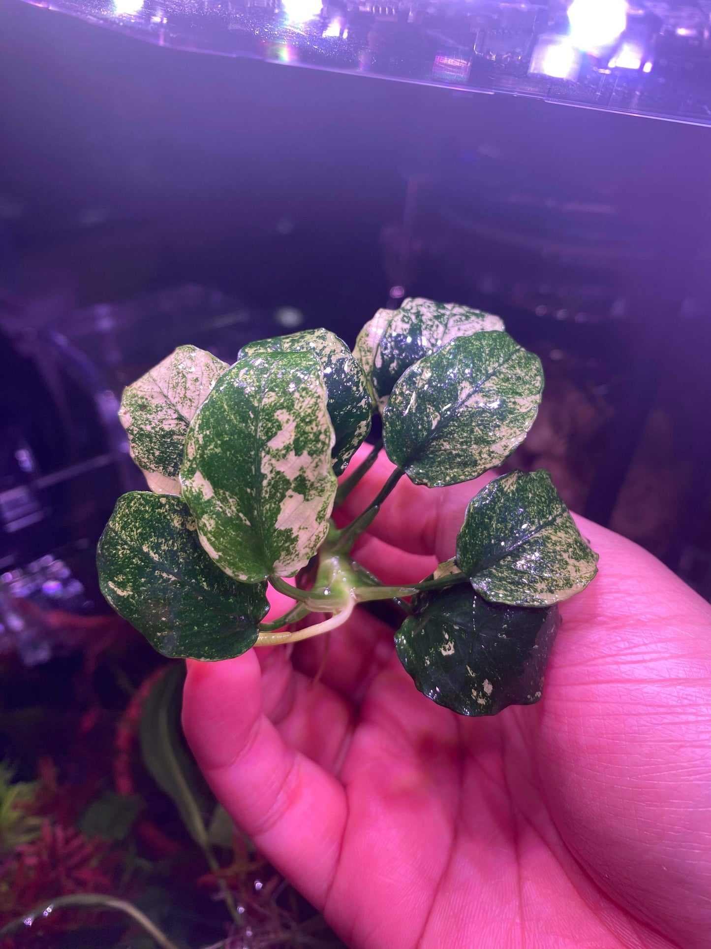 Anubias Pinto