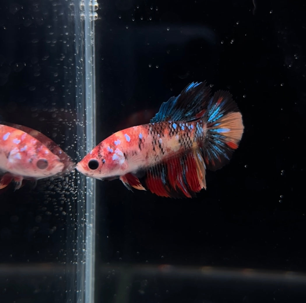 Breeding Ready Multicolor Halfmoon Female Betta