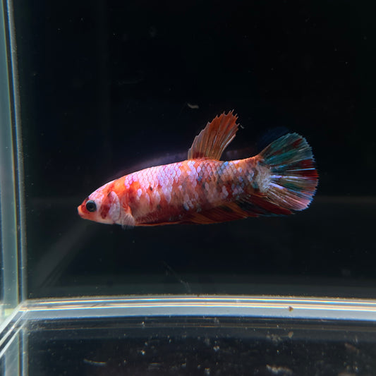 Giant Candy Koi Female Betta