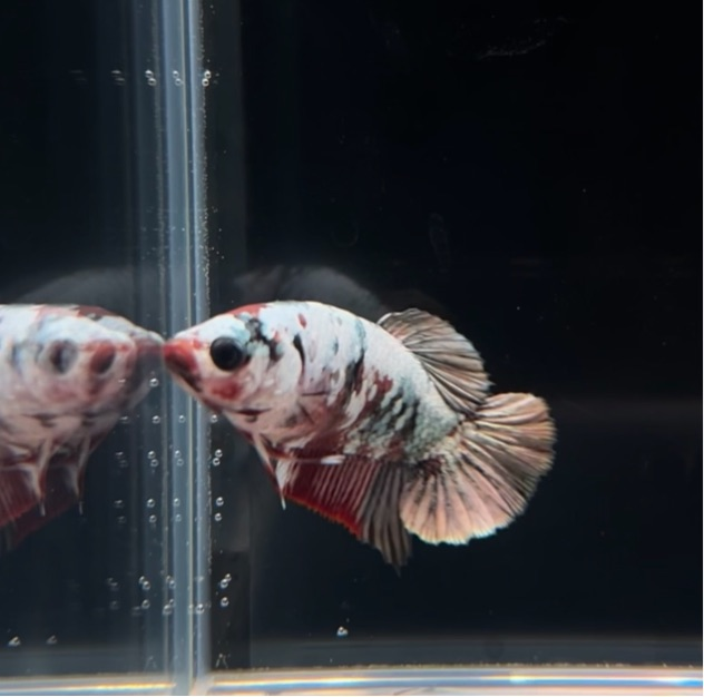 Breeding Ready Red Koi Copper