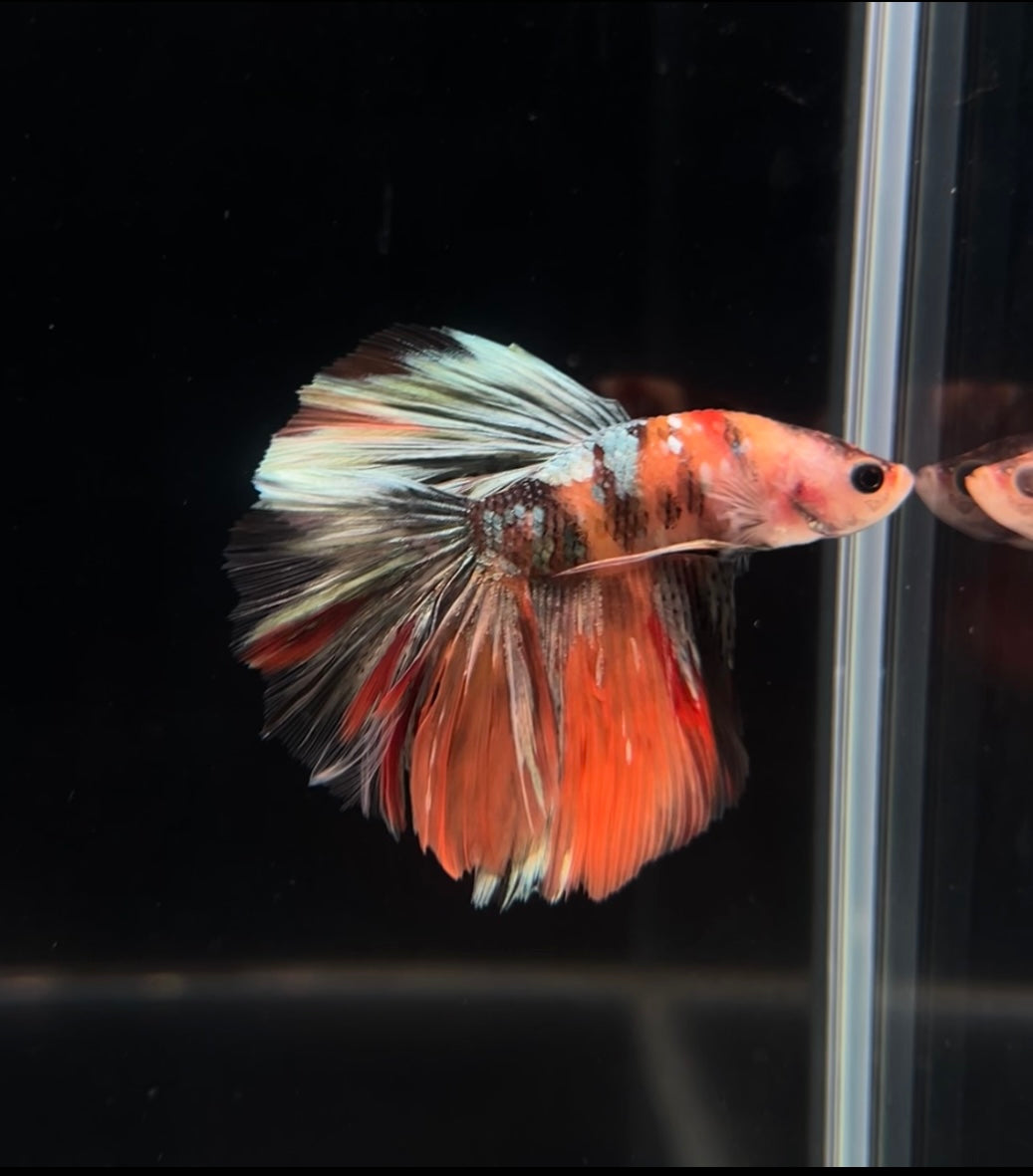 Halfmoon Koi Copper Male Betta