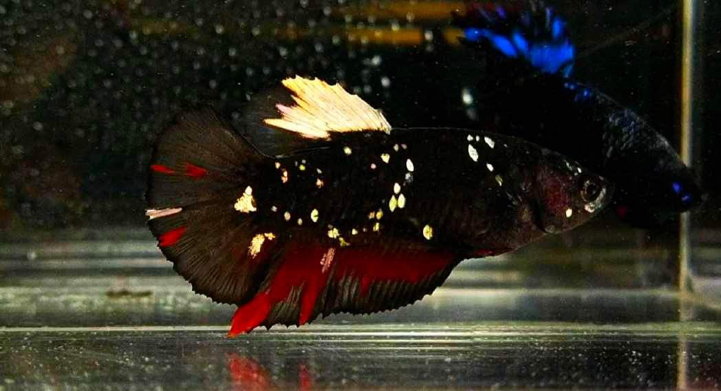 HMPK Copper Avatar Female Betta Sorority