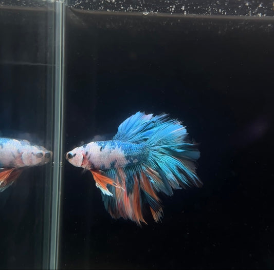 Halfmoon Galaxy Koi Male Betta