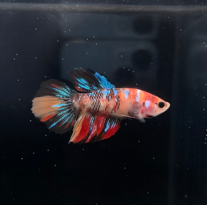 Breeding Ready Multicolor Halfmoon Female Betta