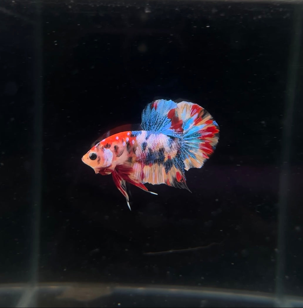 HMPK  Multicolor Male Betta