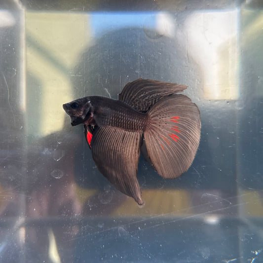 Full Black Red Spot Nebula Halfmoon Male Betta