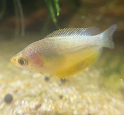 Honey Gourami