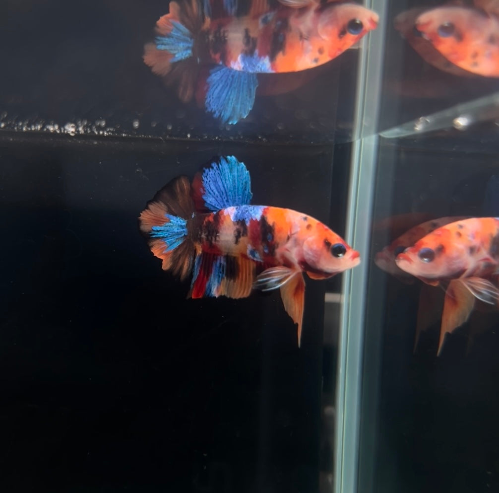 Halfmoon Multicolor Koi Male Betta