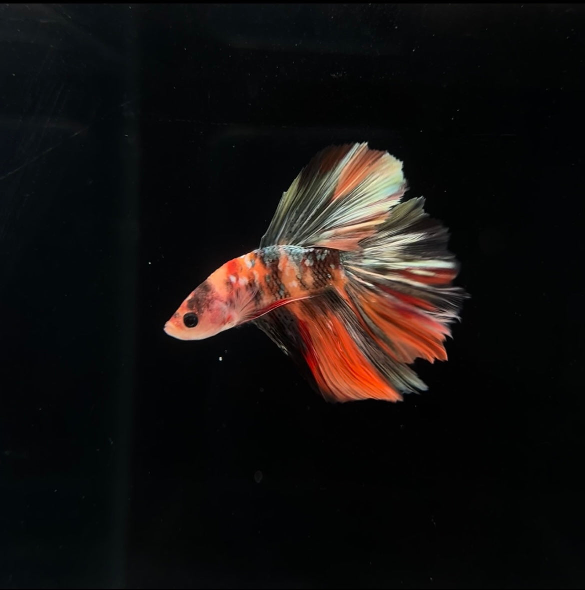 Halfmoon Koi Copper Male Betta