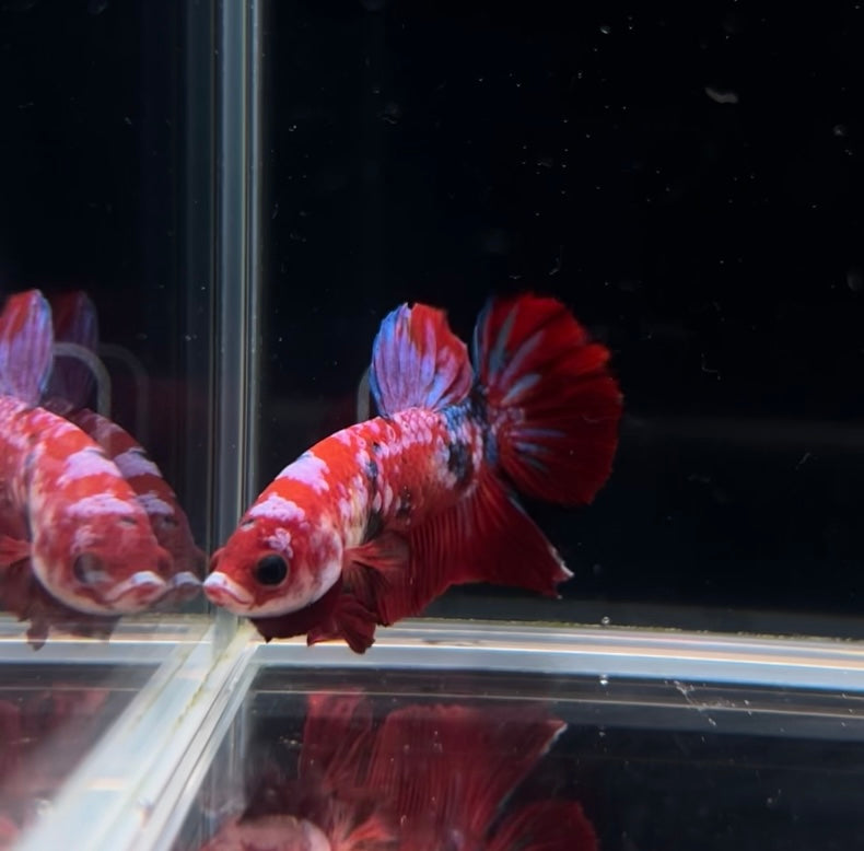 Red Barongsai Koi Male Betta