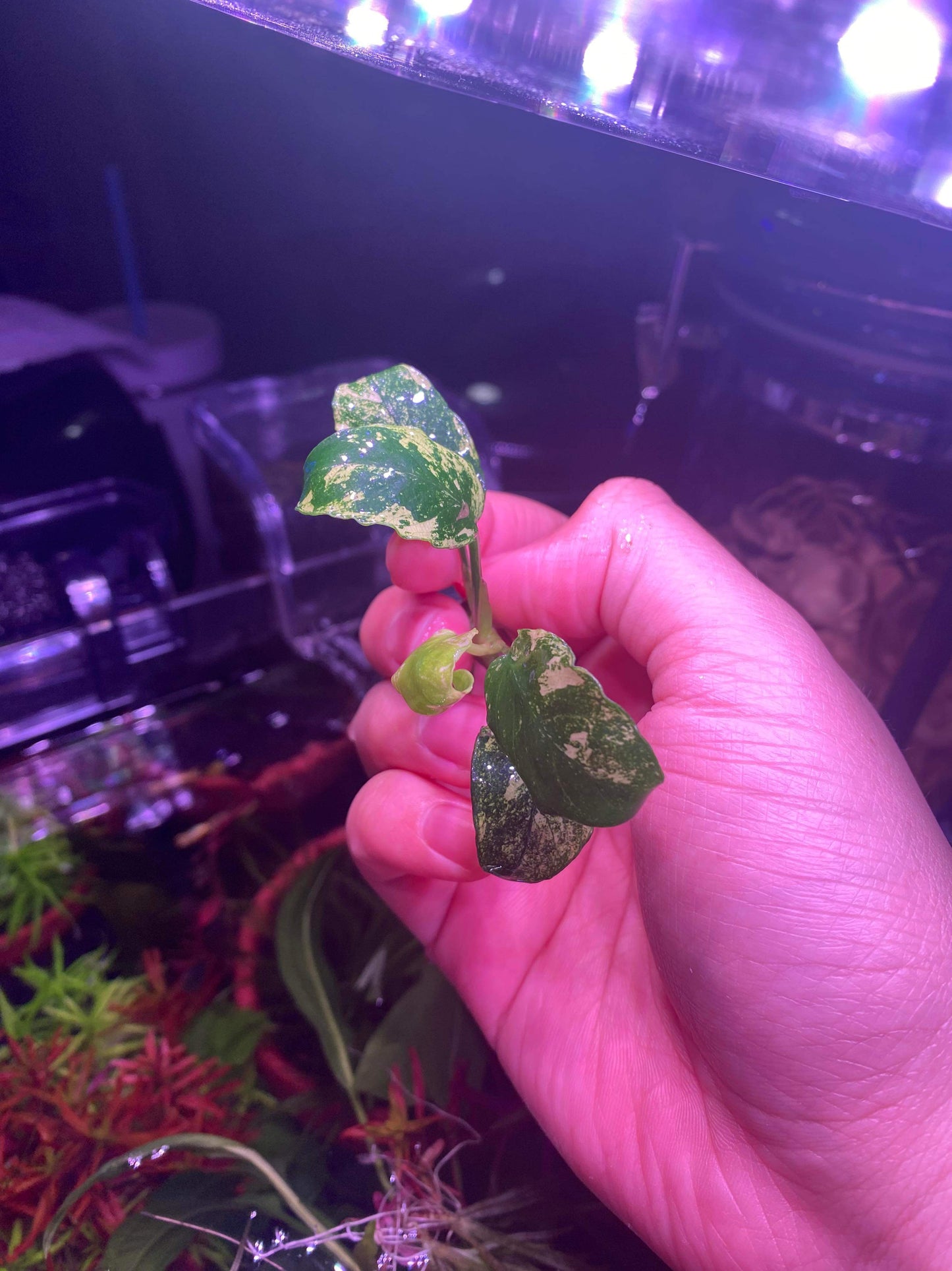 Anubias Pinto