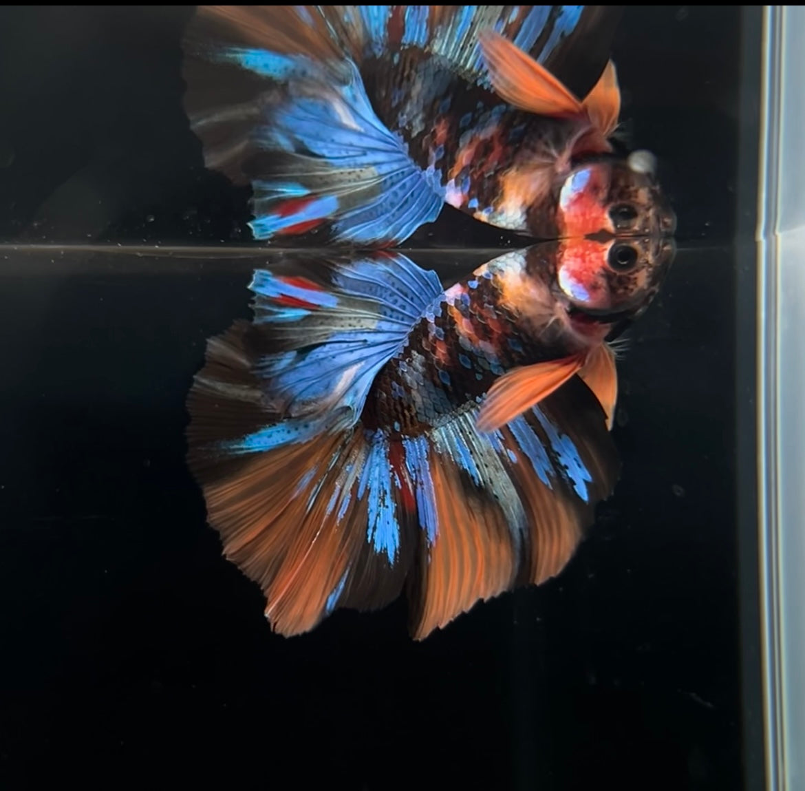 Halfmoon Multicolor Male Betta