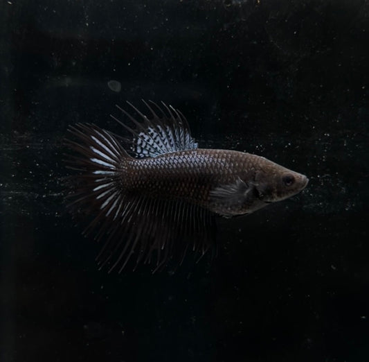 King Black Crowntail Female Betta