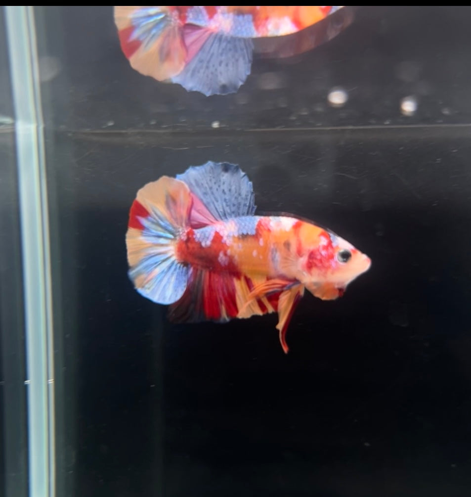 HMPK Multicolor Koi Male Betta