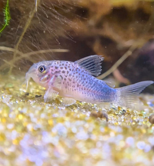 Similis Corydoras