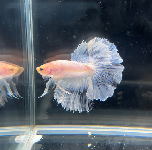 High Quality Platnium White Feathertail Male Betta