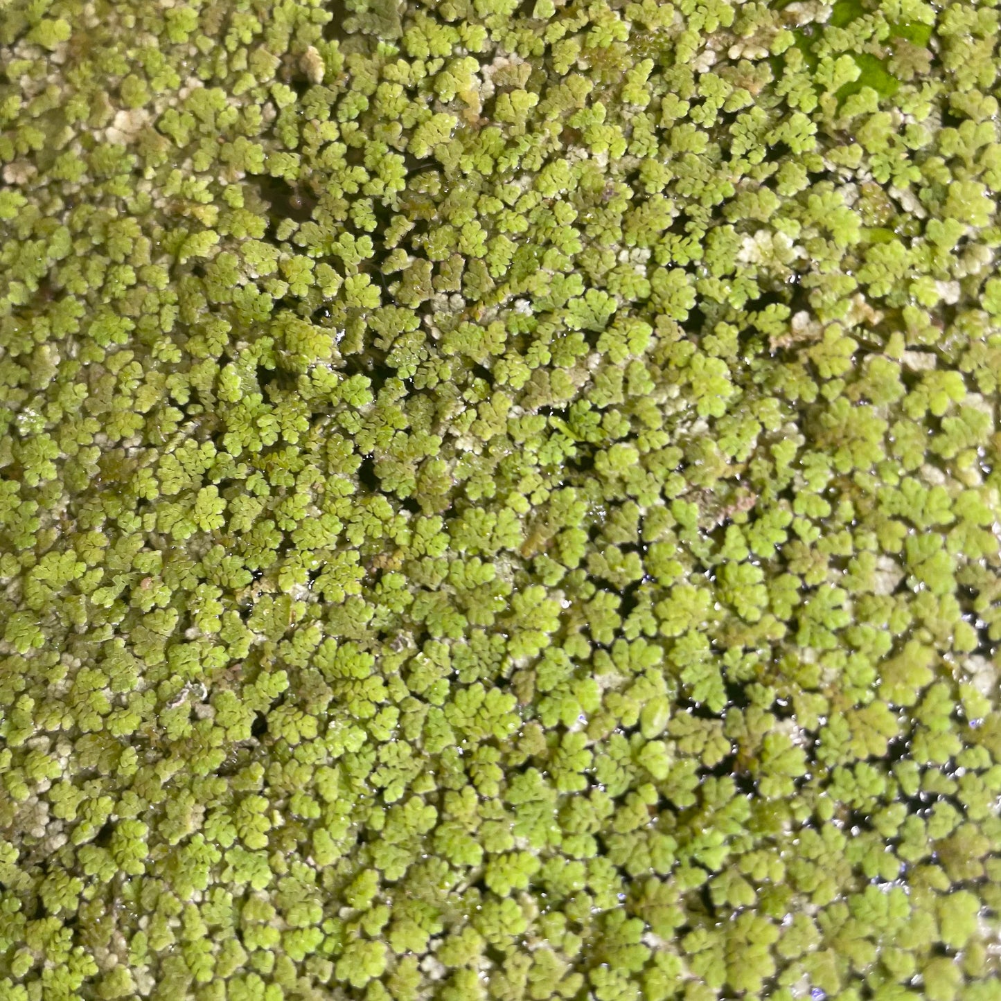 Azolla Moss