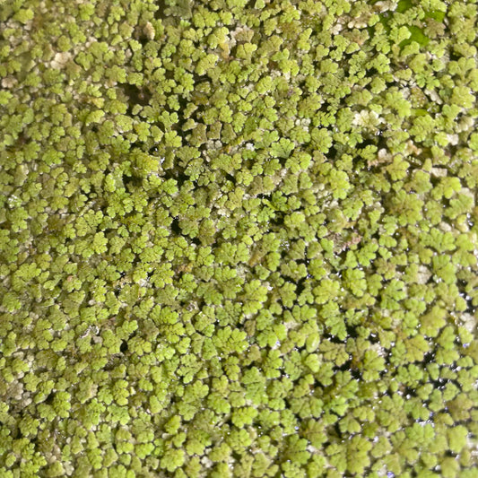 Azolla Moss