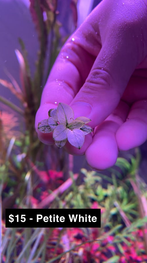 Petite White Anubias