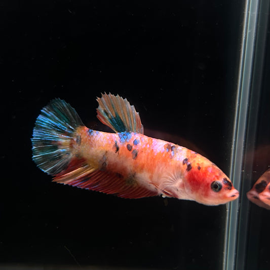 Giant Multicolor Candy Koi Female Betta