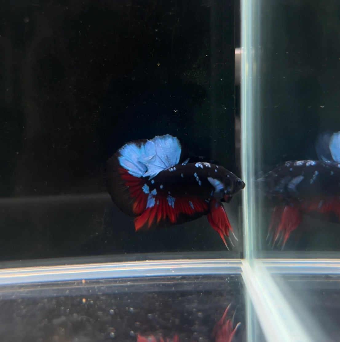 HMPK Blue Avatar Male Betta