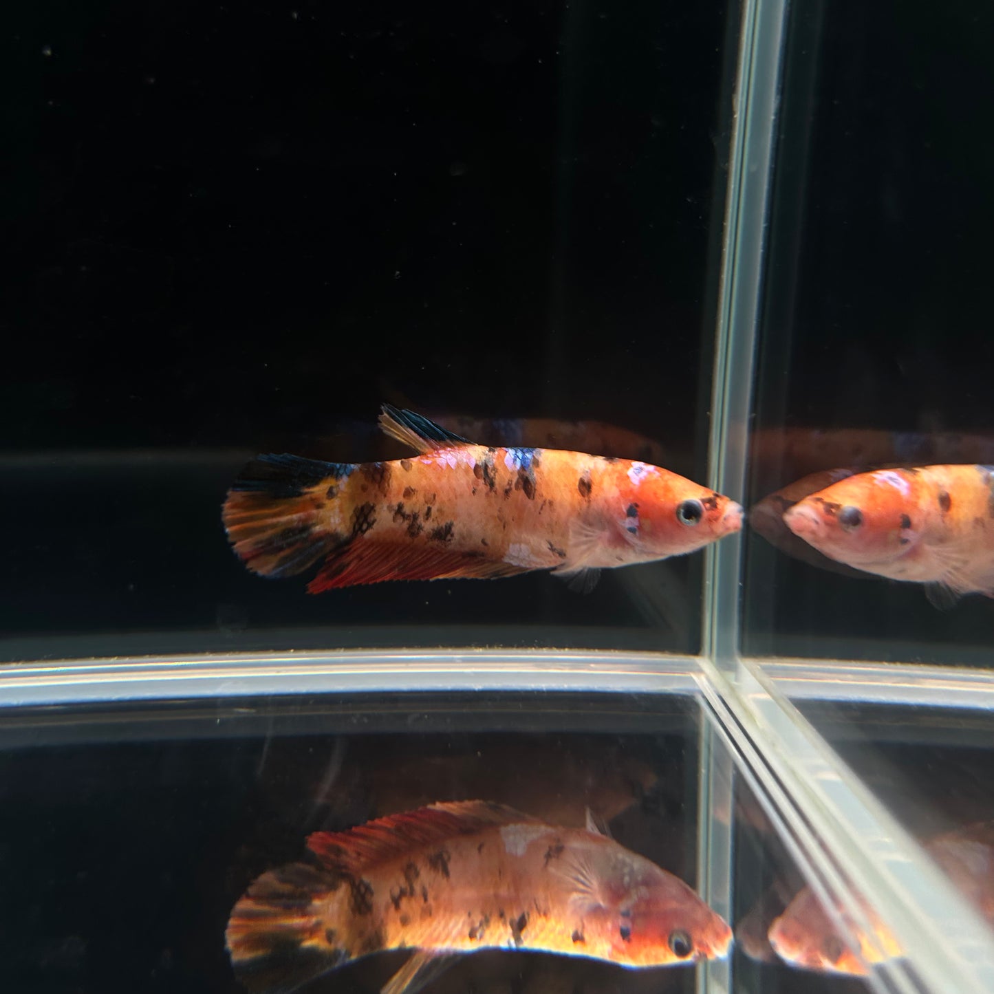 Giant Multicolor Koi Female Betta