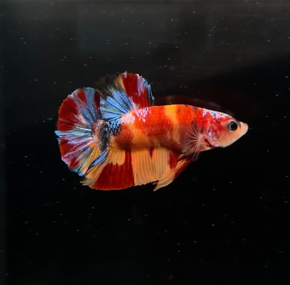 HMPK Multicolor Nemo Koi Male Betta