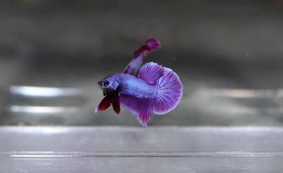 HMPK Purple Dragon Male Betta