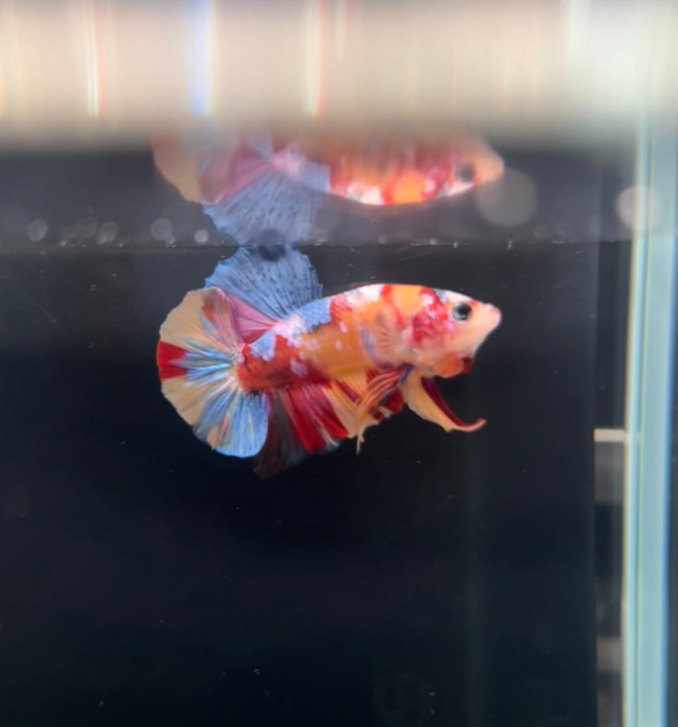 HMPK Multicolor Koi Male Betta