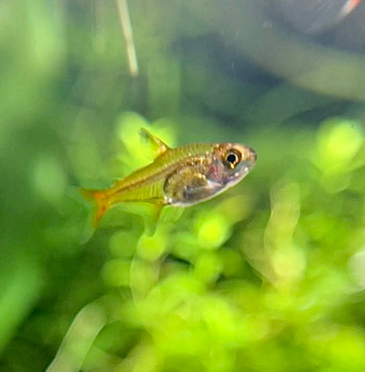 Ember Tetra